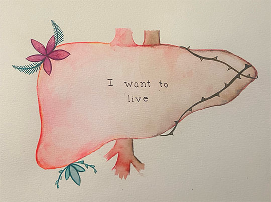 Watercolor rendering of a liver