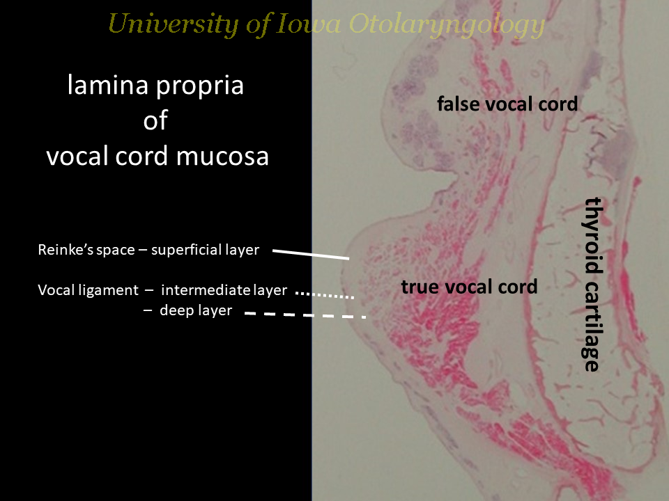 vocal cord histology