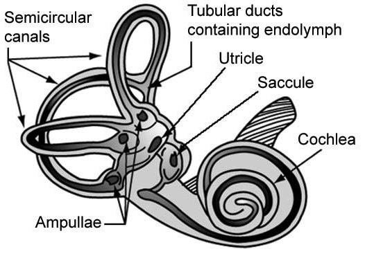 Vestibular Organs Canals Otolith Cochlea
