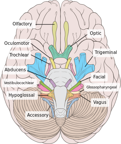 File:Human body parts diagram.jpg - Wikimedia Commons