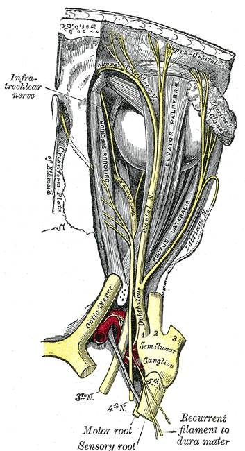 Marginal mandibular branch of the facial nerve - Wikipedia