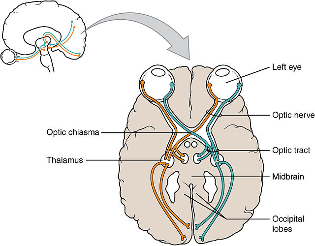 File:Mandibular nerve.jpg - Wikipedia