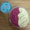 Clay Microbes petri dish UIowa ASM 