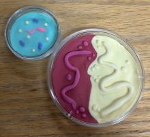 Example of Microbe Clay Petri Dish Art