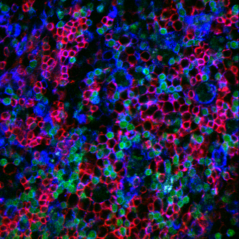 B-cells expressing CD$ helper T cells