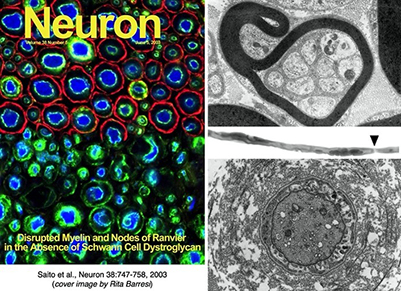 Neuron Cover