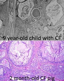 Generation of Cystic Fibrosis Pigs