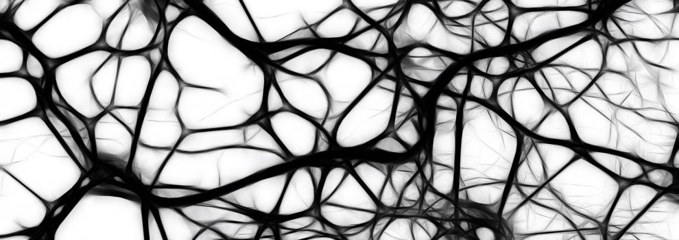 neurons