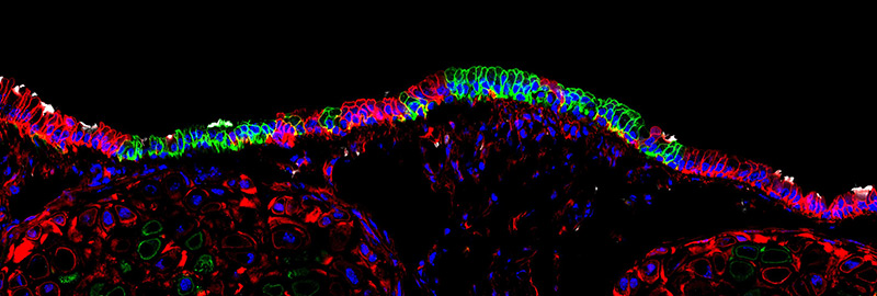 Photo micrograph of stem cells