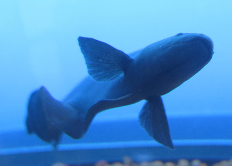 A South American knifefish