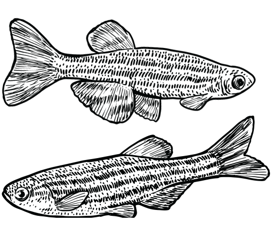 zebrafish illustration