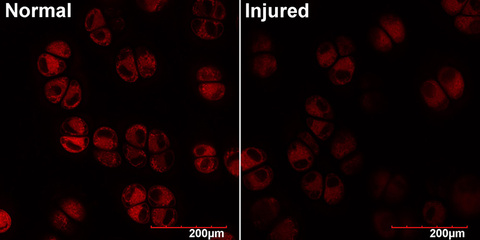 Side by side comparison of cell parts