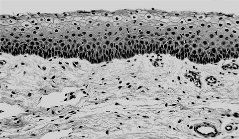 Illustration of cellular barrier