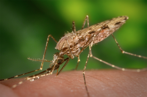 mosquito-bnr-768x506.png
