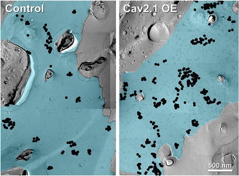 micrograph of cell detail