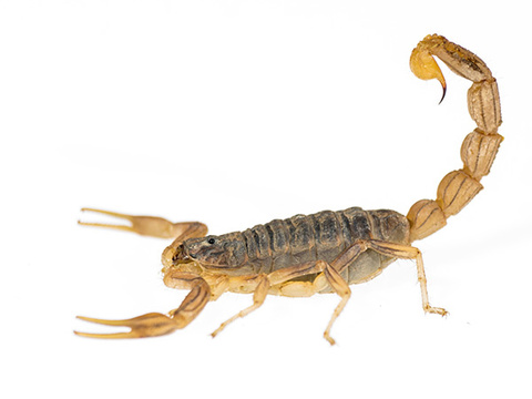 scorpion