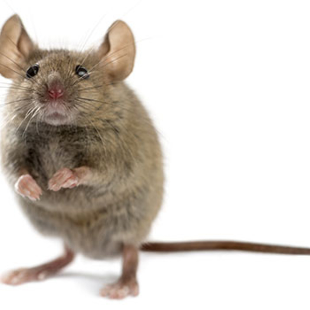 Mouse from stock