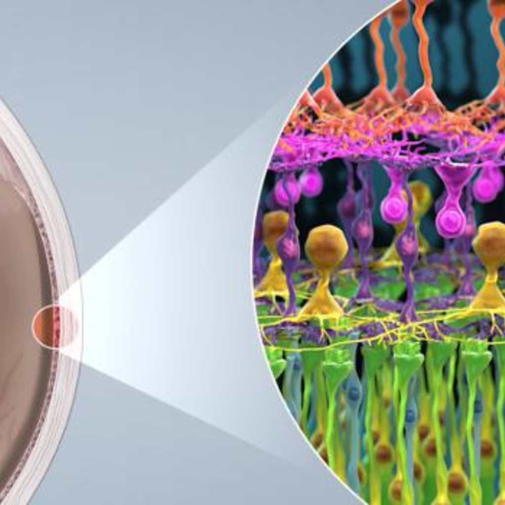 Photoreceptor_cell web banner 2.jpg