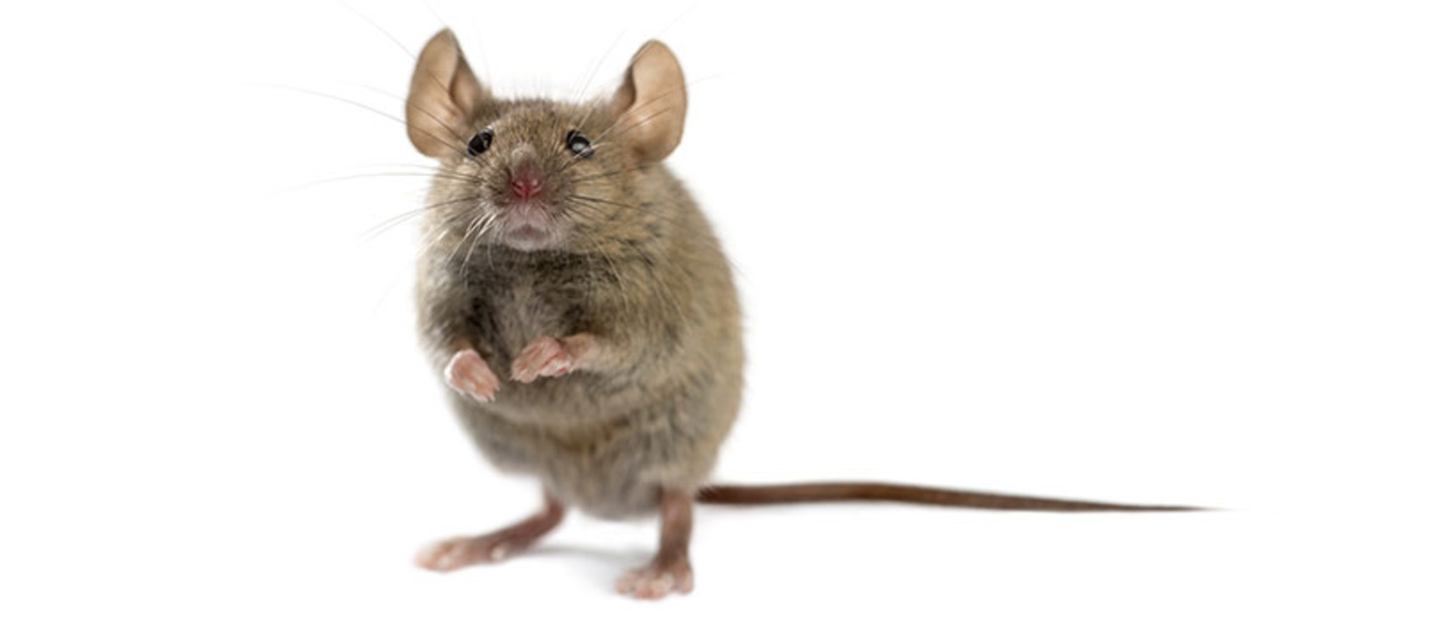Mouse from stock
