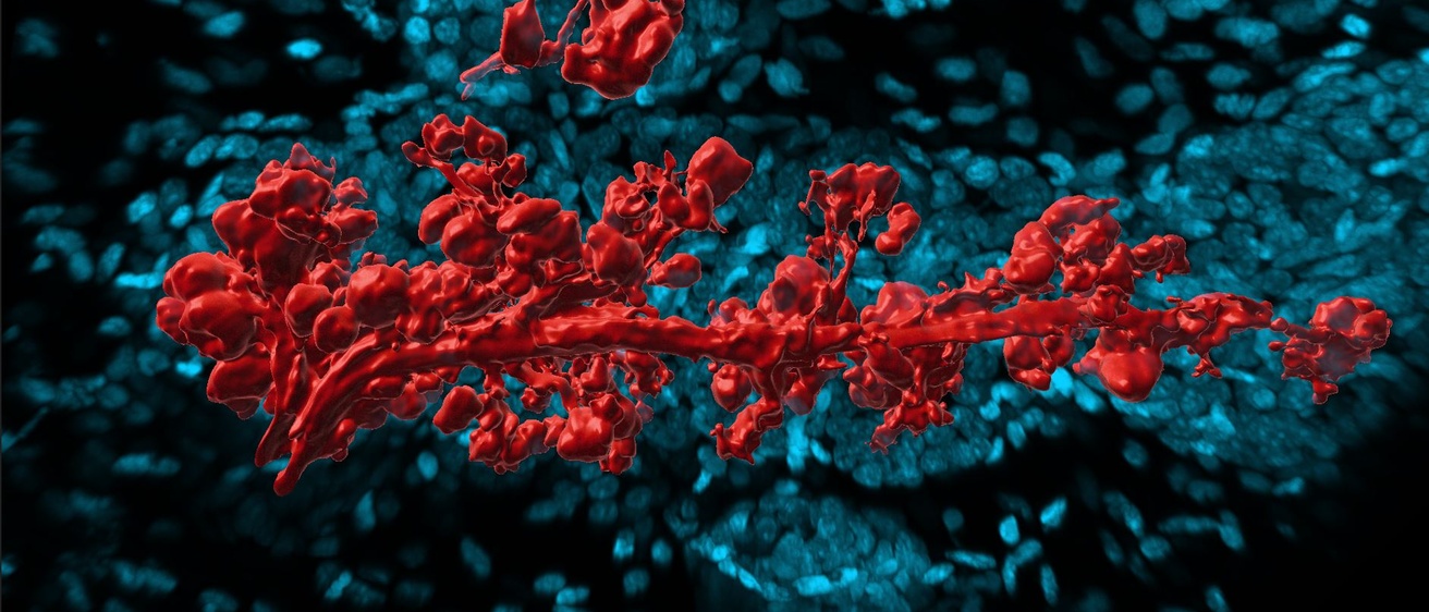 mucosal glands welsh