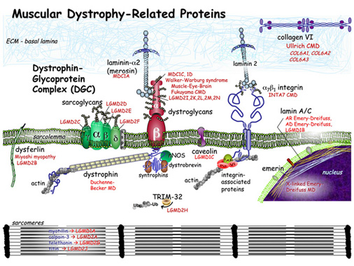 Muscular Dystrophy-Related Proteins